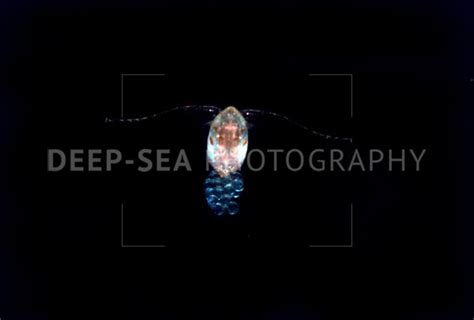 Deep Sea Copepod With Eggs Deep Sea Photography
