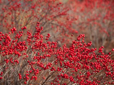 Winterberry Bright Blog Rutgers Landscape And Nursery