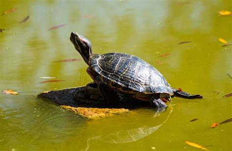 Turtle On A Rock Stock Photo Image Of Female Pond Water