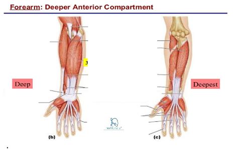Deep Anterior Forearm Muscles Diagram Quizlet
