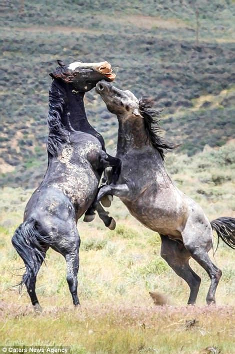Photographs Show Two Stallions Fighting In Colorado Daily Mail Online
