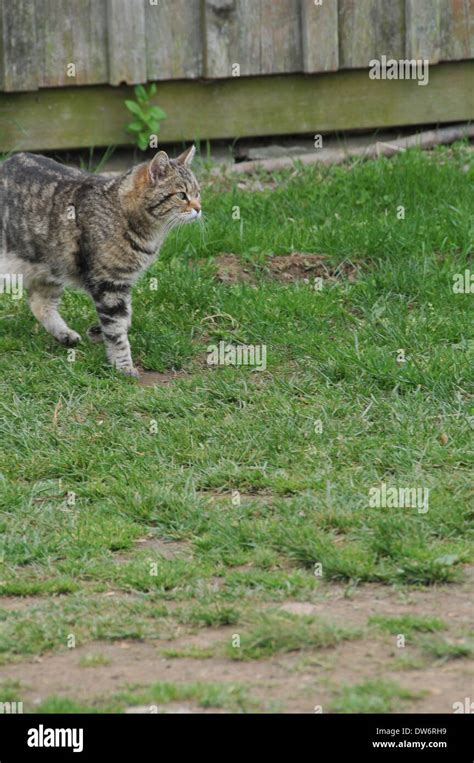Barn Farm Cat Stock Photo Alamy