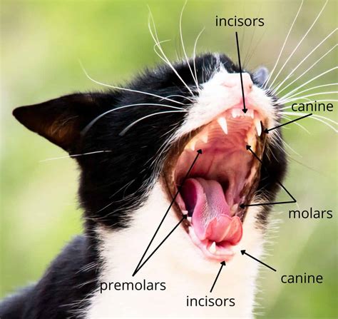 Cat Teeth Explore Cats
