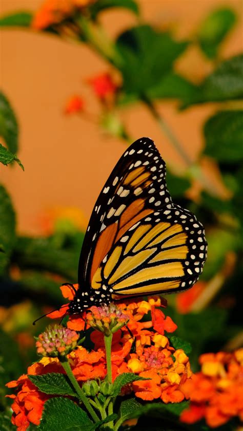 Yellow Black Butterfly On Colorful Flowers In Green Leaves Background
