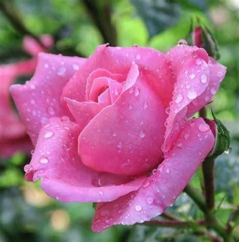 Gambar Bunga Mawar Merah Muda Denah