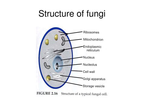 Diagram Cell Label Diagram Fungus Mydiagramonline