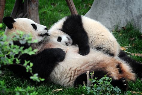 The Chinese Sanctuary With Pandas At Play Travel The Guardian