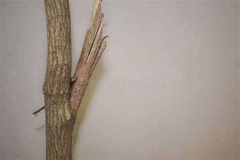 Broken Branch Stock Photo Image Of Close Natural Summer 122249354
