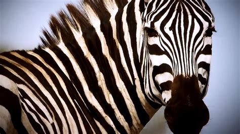 Serengeti Exclusive Shani The Female Zebras Stallion Defends His Mare