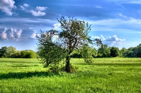 Hdr Tree Artur G Flickr