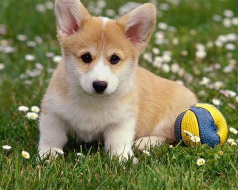 Top 10 Cutest Dog Breeds To Keep As Pets Dogexpress