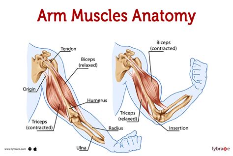Muscles Of The Arm Laminated Anatomy Chart Ph