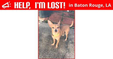 Texas woman put up hundreds of posters after she lost her pet dog. Lost Dog (Baton Rouge, Louisiana) - Scooter