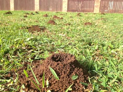 How To Kill Ants Nest In Lawn