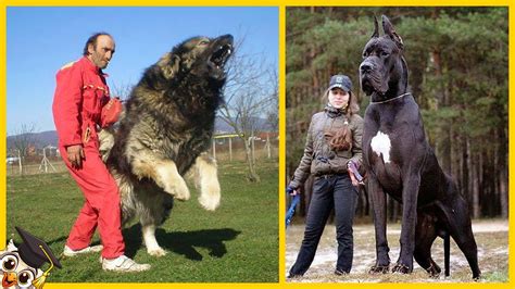 Die 10 Größten Hunde Und Hunderassen Der Welt Youtube