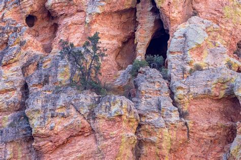 A Birding Adventure In Arizonas ‘sky Islands Explore Cochise