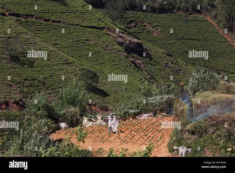 Tea Plantation Nuwara Eliya Hill Country Central Province Sri Lanka