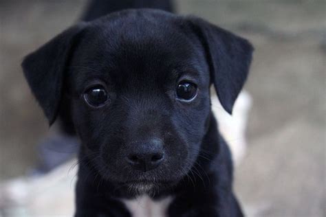 Black Labrador Puppy Puppies Baby Dogs Baby Animals