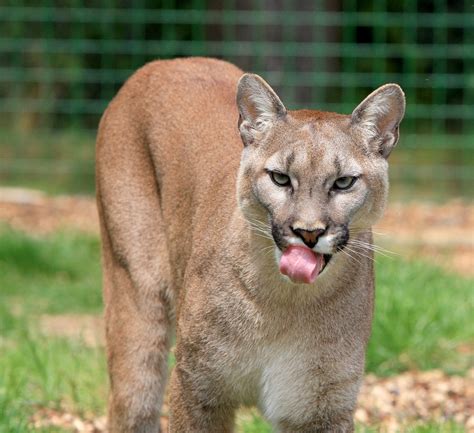Cougar Puma Lion De Montagne Des Photo Gratuite Sur Pixabay