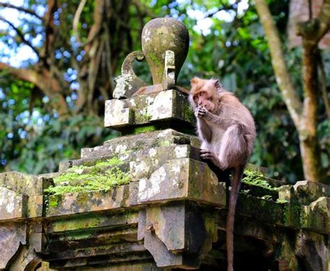 5 Wisata Hutan Kera Di Indonesia Surganya Pencinta Hewan