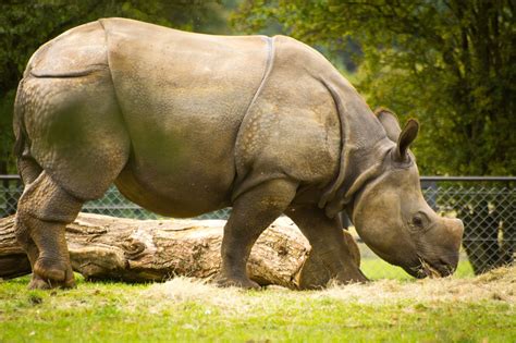 Scientists have not yet discovered many species of animals living in the rainforest. This List of Endangered Rainforest Animals Will Really ...