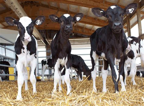 Hoard's Dairyman Dairy Calf & Heifer E-Source | Hoards ...