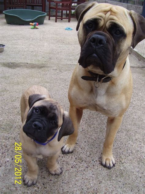 397 Best Images About Bullmastiff On Pinterest Puppys Pets And