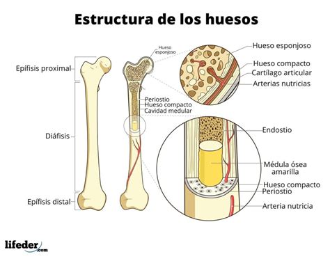 Sistema óseo Qué Es Funciones Partes Principales Huesos