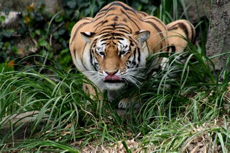 File:Hunting tiger.JPG - Wikimedia Commons