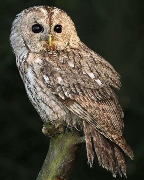 Tawny Owl Birds Of Serbia Guide · Inaturalist