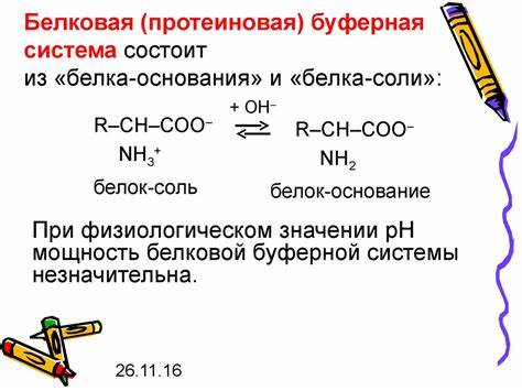 Белковая протеиновая диета