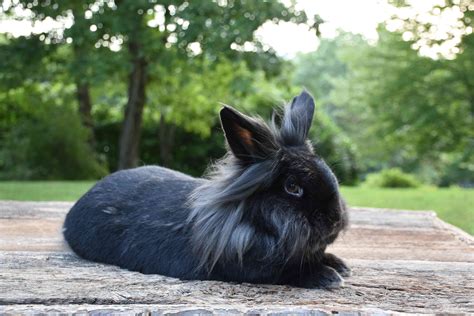 9 Bunny Breeds That Are Too Cute For Words