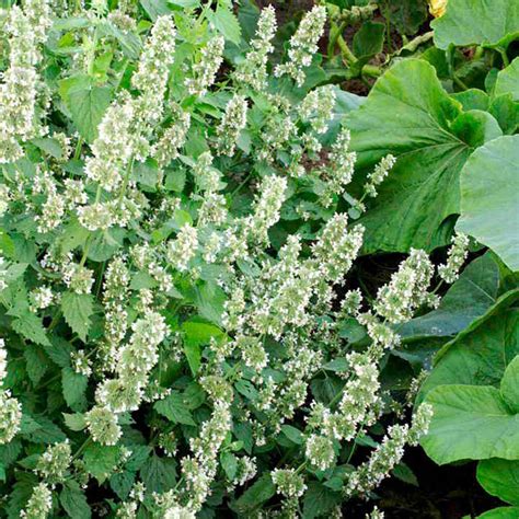 The garden plant nepeta × faassenii. Catmint Seeds - All Flower Seeds - Flower Seeds - In The ...