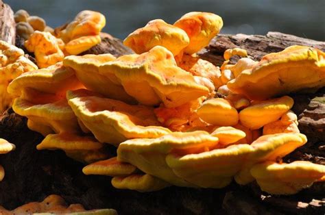 Edible Mushrooms That Grow On Trees 6 Bizarre And Shocking Ones