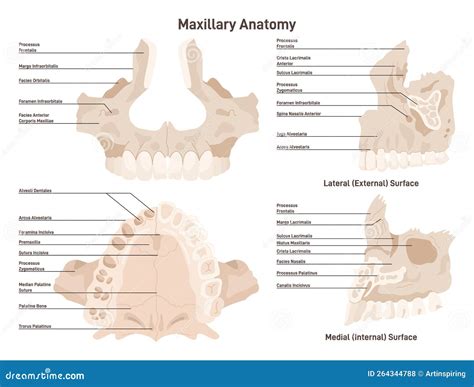 Mandible And Maxilla Anatomy