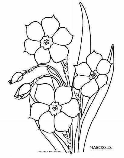 Daffodil Drawing Coloring Pencil Flowers Daffodils Pages