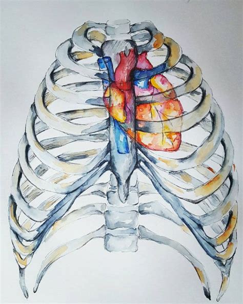 Create healthcare diagrams like this example called position of lungs in rib cage in minutes with smartdraw. Best 25+ Anatomy organs ideas on Pinterest | Body organs ...