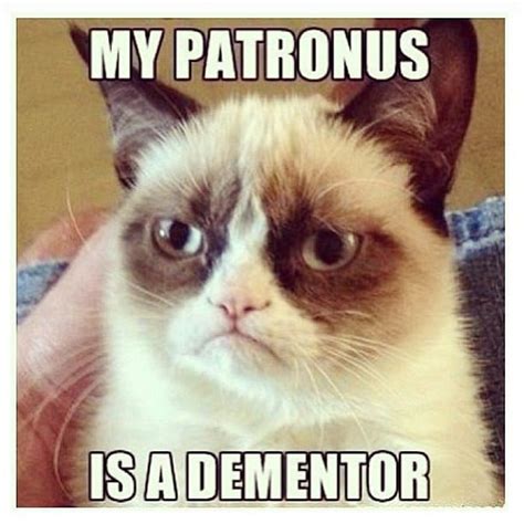 Harry Potter Happy Grumpy Cat Gets Movie Deal Popsugar Pets Photo 2