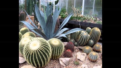 Creative Cactus Garden Design Decorating Ideas Youtube