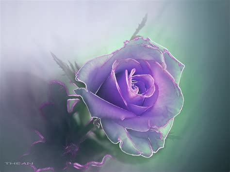 Violet Rose Hd Wallpaper Background Image 2560x1920 Id760911