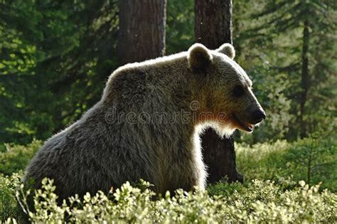 Backlit Brown Bear Bear Against A Sun Brown Bear In Back Light Stock