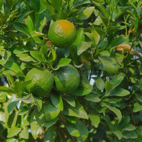 Raw Oranges Are Seen On The Tree Fruit Natural Nature Wallpaper