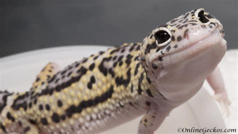 Leopard Gecko Leopard Gecko Leopard Gecko Care Gecko