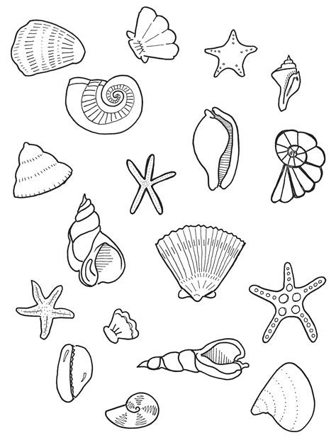 Seashells Colouring Sheet Scyap