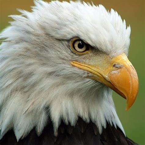 The eagles are an american rock band formed in los angeles, california in 1971 by glenn frey, don he BRMS Eagles - YouTube