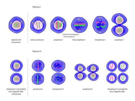 Mitosis Meiosis