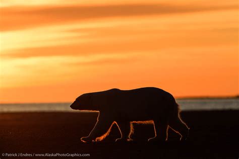 Polar Bear Rimlit By Sunrise Alaskaphotographics