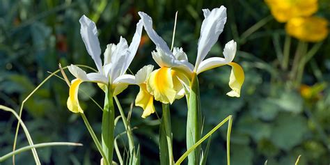 How To Grow Iris Dutchgrown Growing And Planting Guide