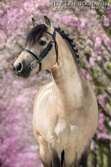 I started the hike a little after sunrise and did around 10 miles. Buckskin | Buckskin horse, Horses, Pretty horses