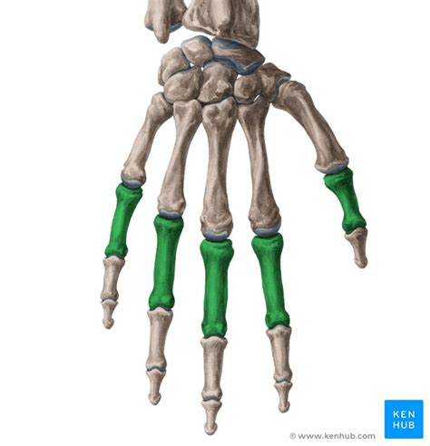 Phalanges Of The Hand Anatomy And Function Kenhub